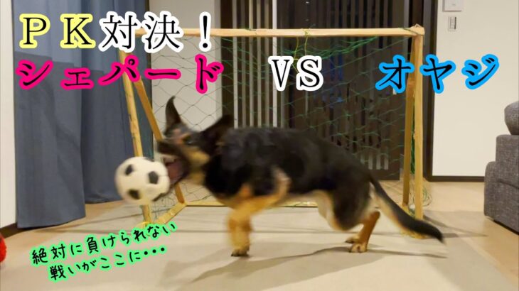 シェパード犬、DIYのサッカーゴールでオヤジとガチPK対決！【German Shepherd】 My Dog Plays Soccer With Her Owner!