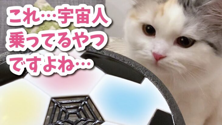 エアサッカーボールをUFOと勘違いする猫【おしゃべりする猫】