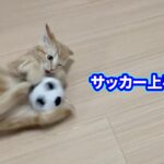 世界で1番サッカーが上手い子猫