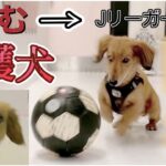 保護犬 ダックス サッカーが上手すぎてビックリ！！【里親募集】