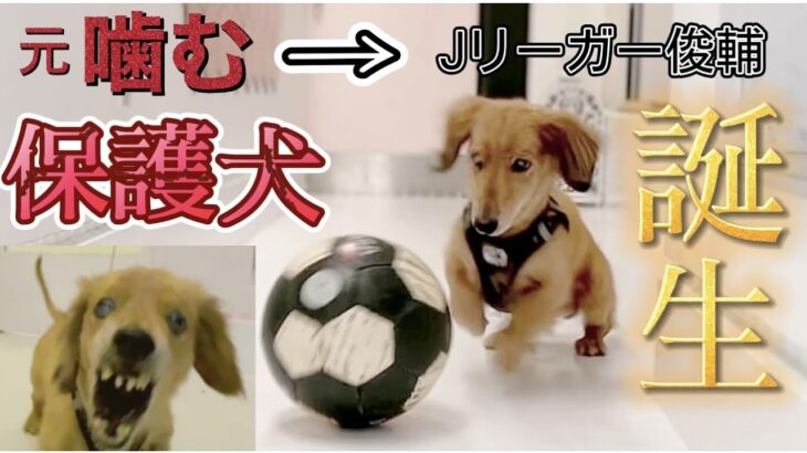 保護犬 ダックス サッカーが上手すぎてビックリ！！【里親募集】