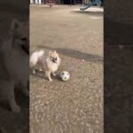 サッカーが上手な犬