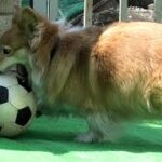 Roku loves soccer ball サッカーボール大好きなロクさん 20220306 football corgi dog コーギー 犬