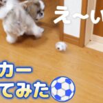 【神回】犬にサッカーボール投げたら見事にシュート決めました【シーズー犬Vlog】