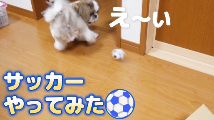 【神回】犬にサッカーボール投げたら見事にシュート決めました【シーズー犬Vlog】