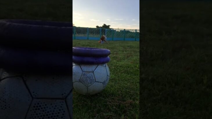 夕方のマロンくんとサッカーボール。